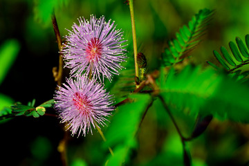 Flower heads of Mimosa pudica, Sleepy Plant