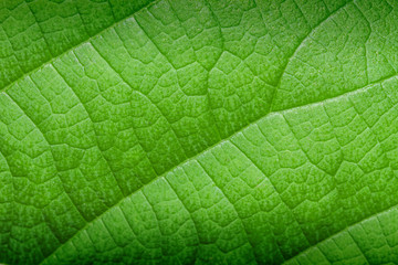 Patterns on leaves in nature