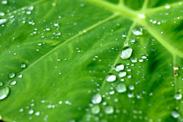Rain water droplets on Elephant Ear plant leaf in morning