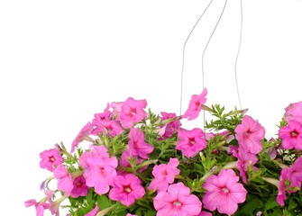 pink petunias flowers blooming blossom isolated on white background