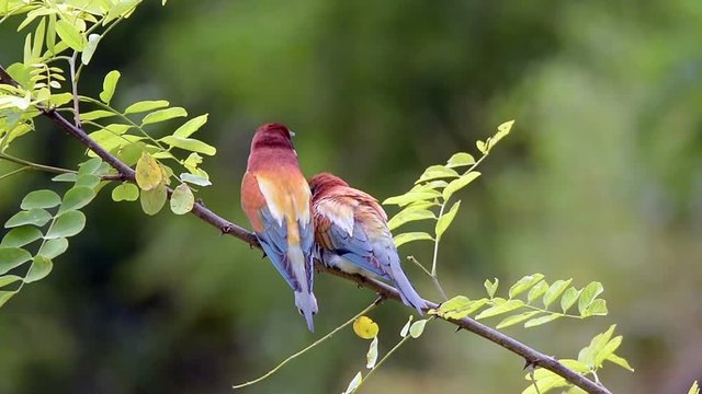 European bee-eater ( Merops apiaster )