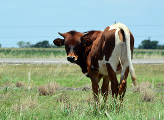 Baby Bull Butt/Rear view of young Longhorn calf