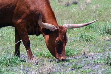 Brown Longhorn Closeup Eating/Close up of Texas Longhorn eating