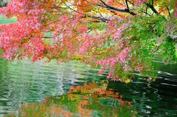 Obraz na płótnie Canvas 湖面の紅葉.