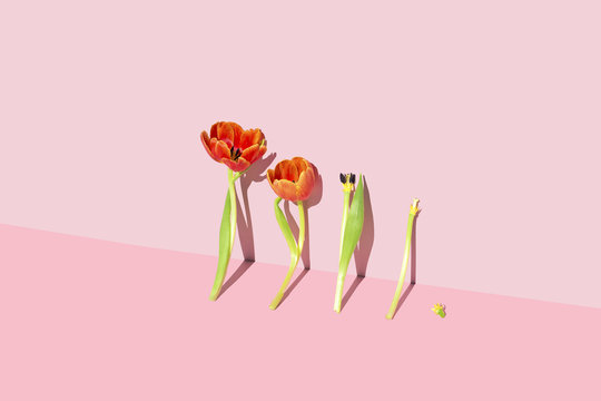 Minimal Lily flowers against a pink background, studio shot