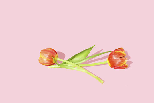 Minimal Lily flowers against a pink background, studio shot