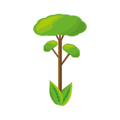 isolated big tree icon vector illustration graphic design