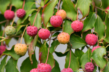 Kornus cousa china girl fruit
