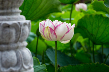 buddha lotus flower