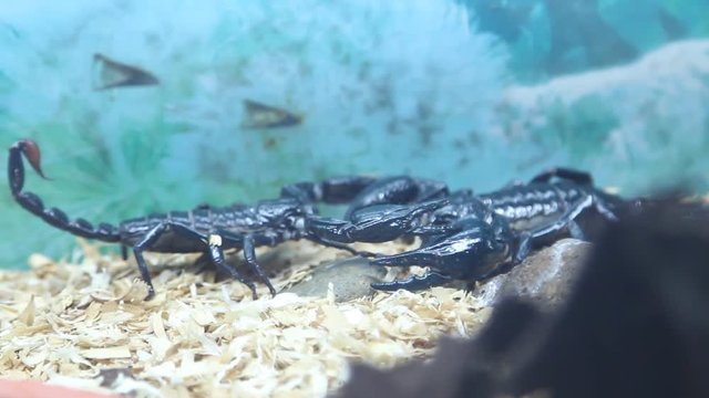 A black Emperor scorpion carrying her litte of scorplings on her back inside a glass container