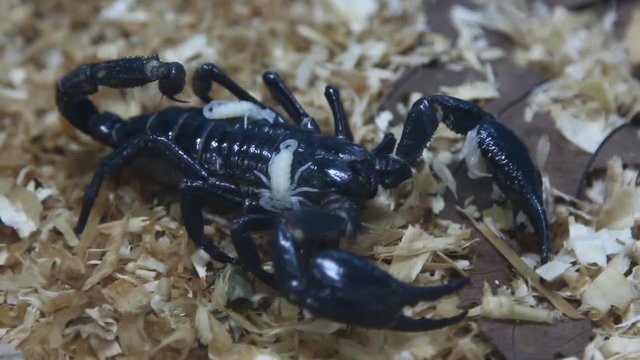 A black Emperor scorpion carrying her litte of scorplings on her back inside a glass container