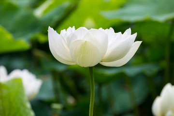white lotus flower bloom