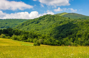 Fototapeta premium field with wild herbs in summer mountain landscape