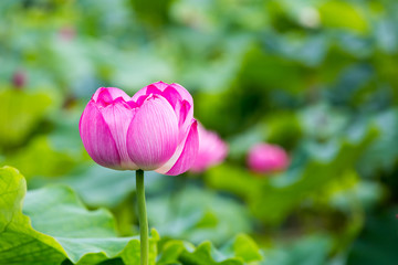 pink lotus flower in full bloom