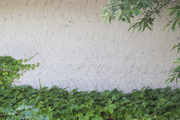 土壁とツタ