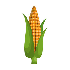 corn cob isolated icon vector illustration design