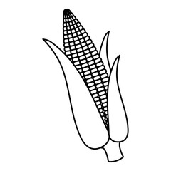 corn cob isolated icon vector illustration design