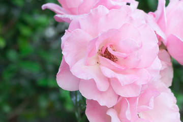 Beautiful  pink rose  blooming in the garden at sunny summer or spring day