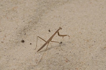Sand Praying Mantis