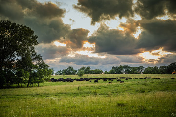 cattle grazing at sunset with clouds