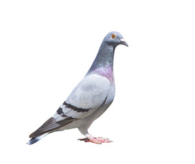close up full body of speed racing pigeon bird isolated white background