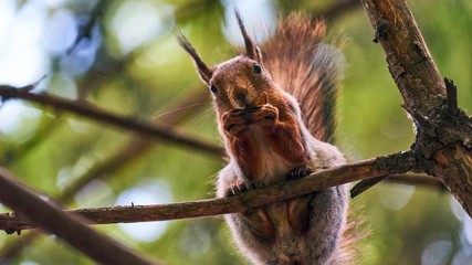 Squirrel sits on a tree