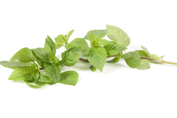 Green Thai Basil