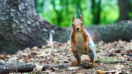 Squirrel looks at you