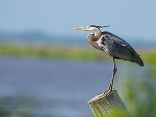 Great Blue Heron