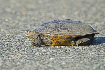 Diamondback Terrapin on Road