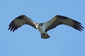 Osprey in Flight