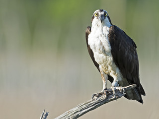 Osprey in Tree