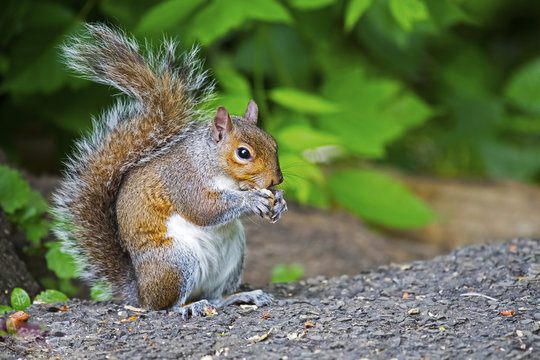 Eastern Gray Squirrel