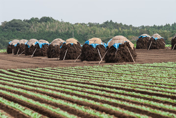 落花生のボッチ