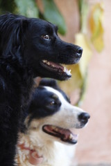 Two cute dogs looking in the same direction