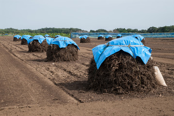 落花生のボッチ