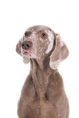 Portrait of an old weimaraner dog with vitiligo.