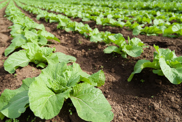 キャベツ畑（苗）