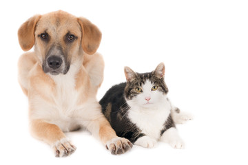 Looking dog and cat, sitting side by side. White background.