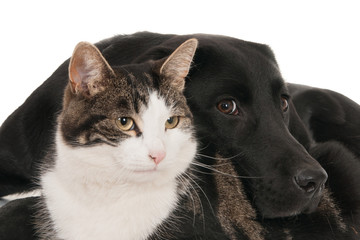 Cat and dog in friendly pose. 