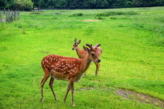 Axishirsch Freigehege Tierpark Sababurg