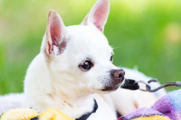 white chihuahua