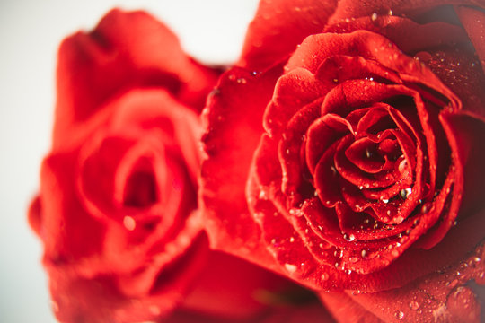 Close up image of red roses and water drops  on white background