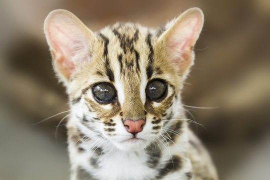 Leopard cat (Prionailurus bengalensis)
