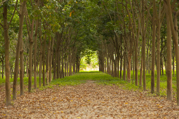 Rows of rubber trees being tapped in a plantation