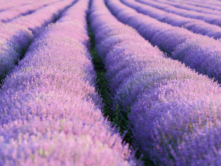 Fototapeta na wymiar Lavender field at sunset 