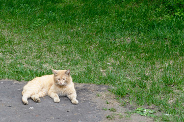 Кот лежит на фоне растущей травы. Рыжий кот и зеленая трава. 