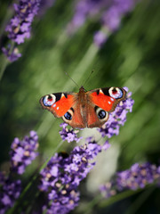 Butterfly on Purple Lavender Flowers
