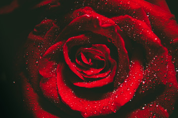 Naklejka premium Top view and close up image on bright Red Rose and water drops for Valentine's Day