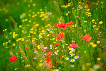 Poppy flowers - summer meadow
